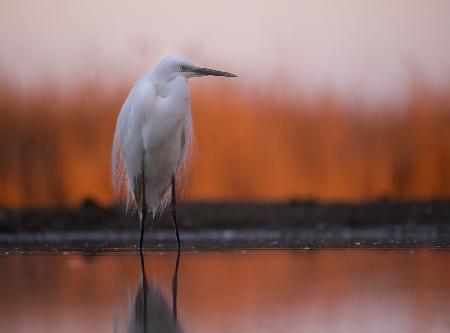 Great White Egret at Sunrise