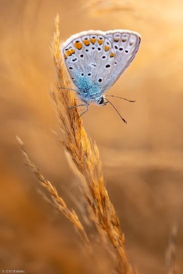 Common Blue Butterfly