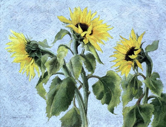 Sunflowers, 1996 (pastel)  a Cristiana  Angelini