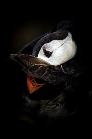 The Shy Puffin