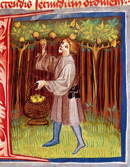 Picking fruit, from ''Opus Ruralium Commodorum'' Pietro Crescenzi (1230-1321) a Czech School