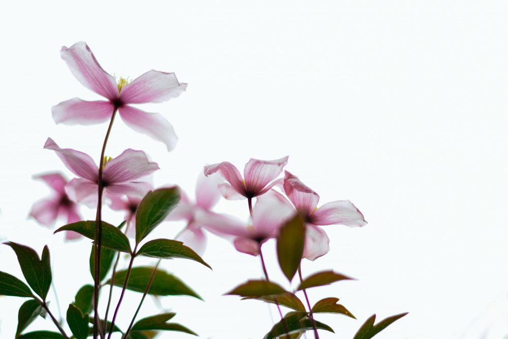 Clematis Blooms - High Key a Dahlia Ambrose