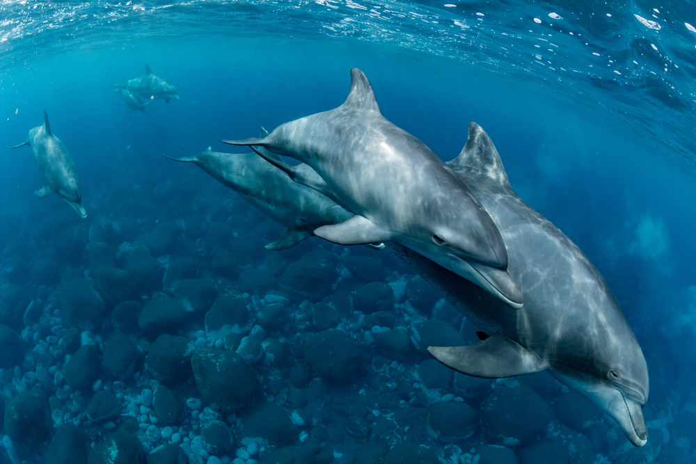 Dolphins living on Mikura Island a Daisuke Kurashima