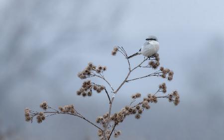 Great grey shrike