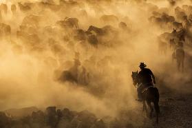 Cappadocia wild horses