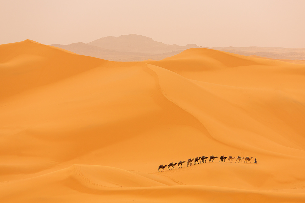 Camels caravan in Sahara a Dan Mirica
