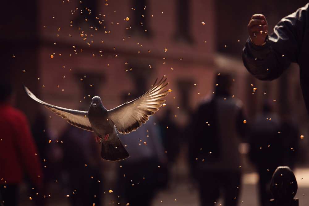 Pigeons in Patan Square, Kathmandu-Nepal a Dan Mirica
