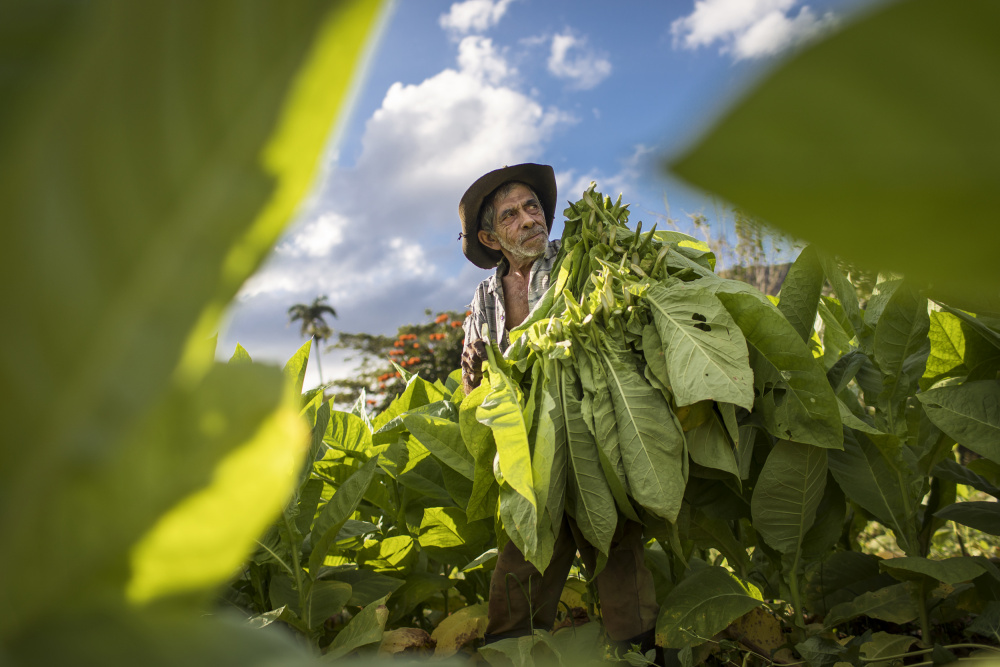 Tobacco harvesting - Vinales, Cuba a Dan Mirica