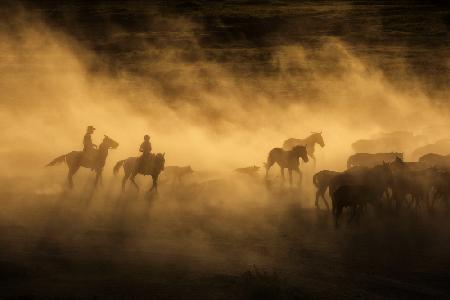 Wild horses of Cappadocia