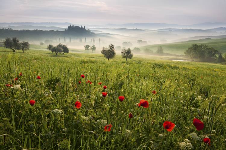 Tuscan spring a Daniel E?icha