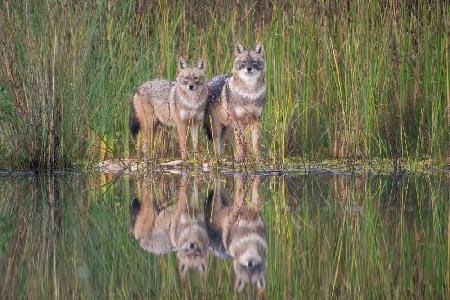 Golden Jackals