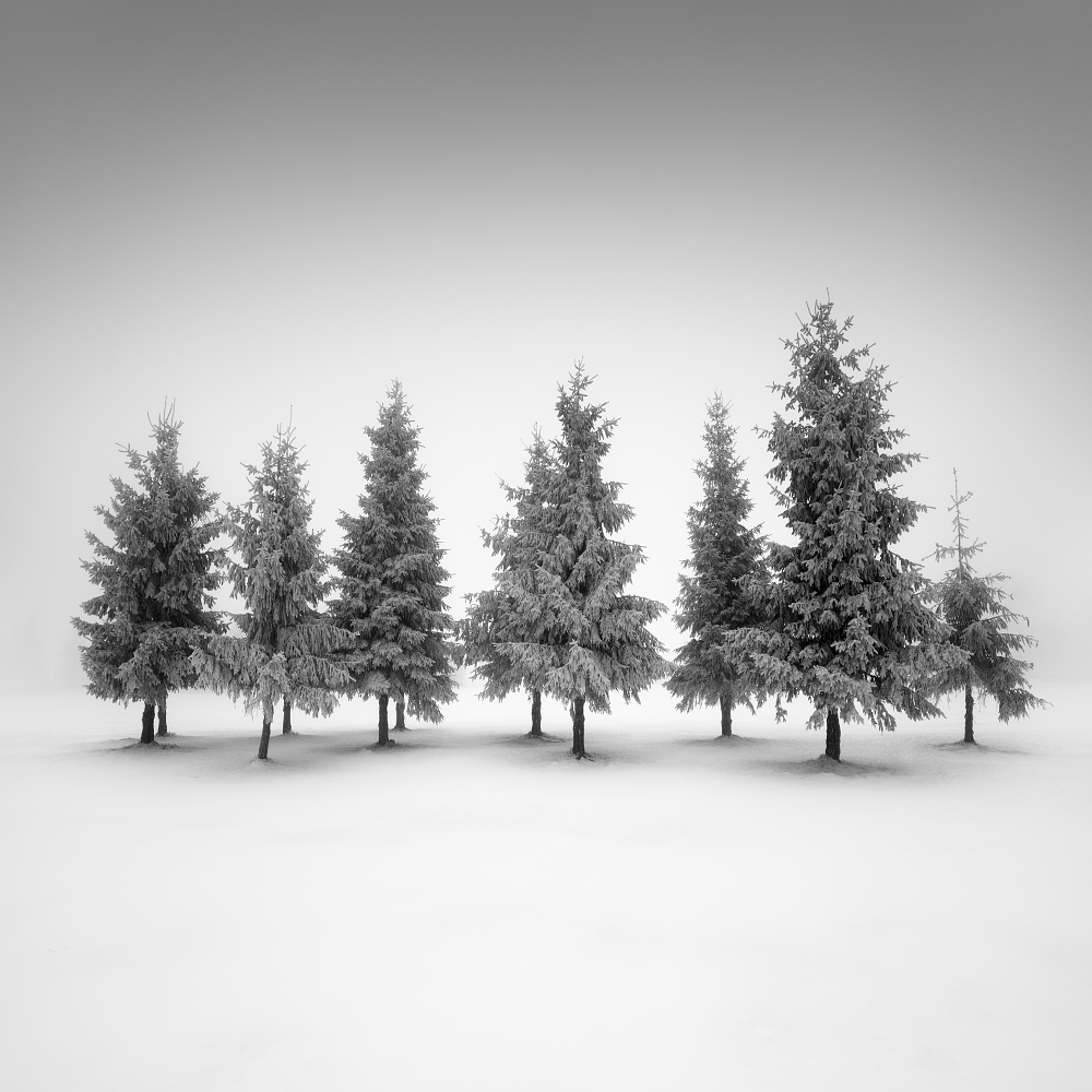 Spruce grove.... a Daniel Rericha