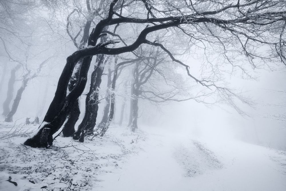 In the winter forest a Daniel Rericha