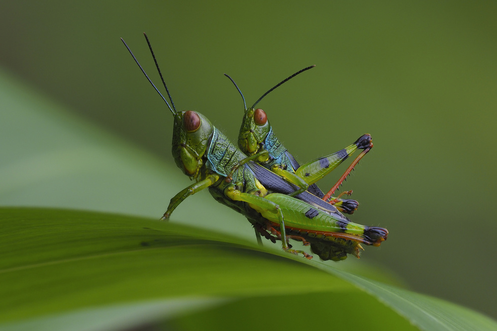 Grasshopper a Dao Tan Phat