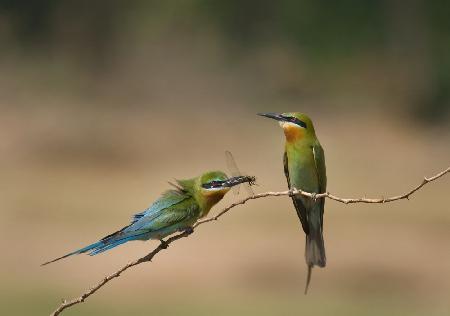 Courting