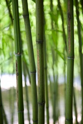 Bamboo Verticals a Dave Frederick