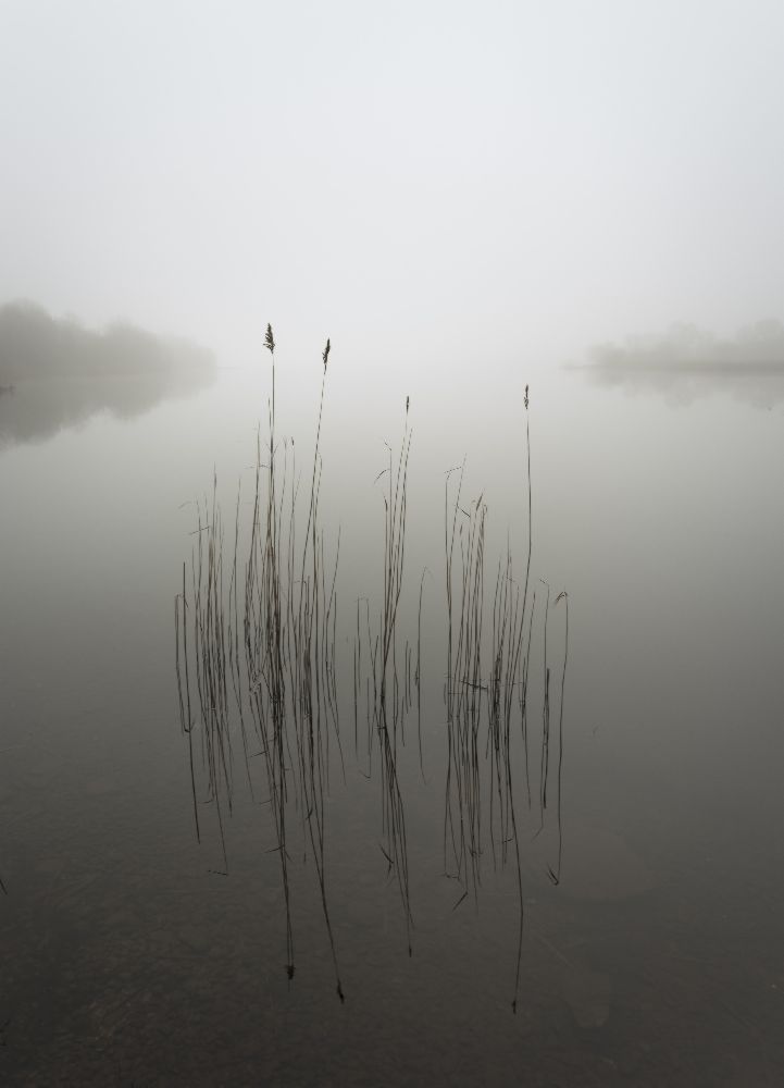 Reeds in the mist a david ahern