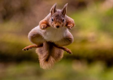 Red Squirrel jumping