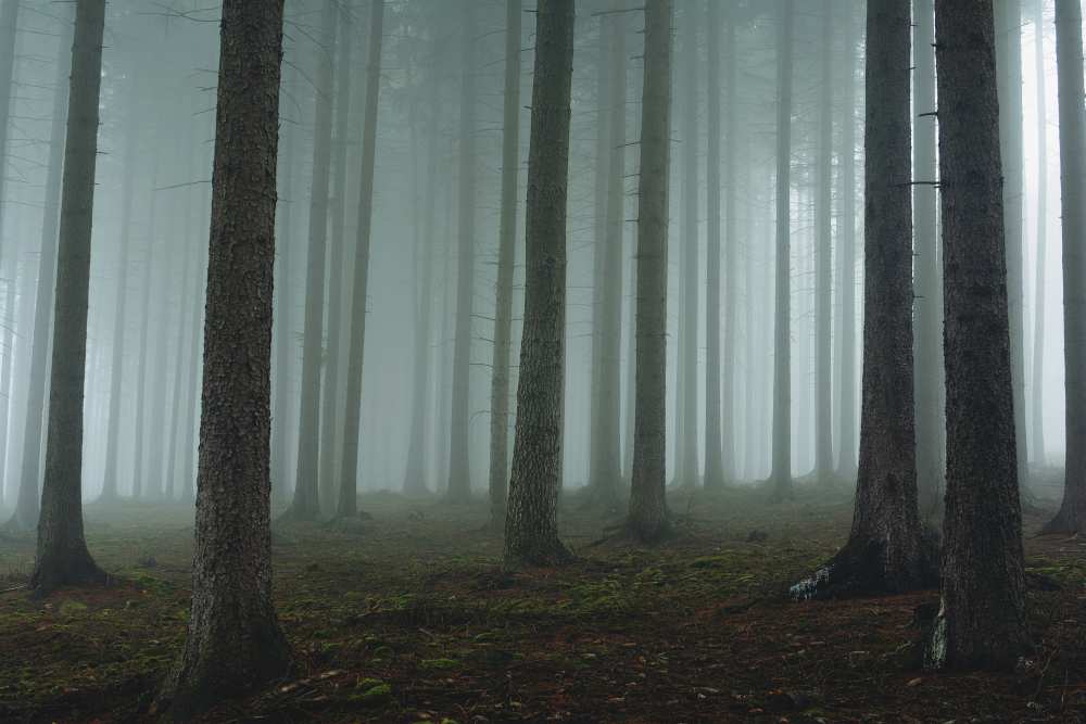 Foggy forest a David Charouz