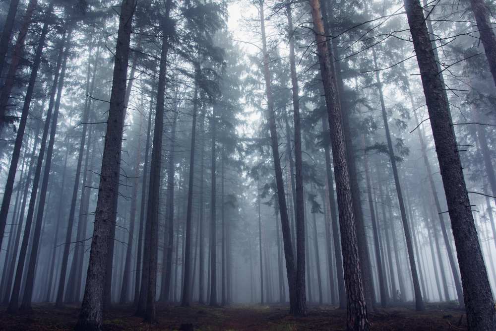 Mysterious foggy forest. a David Charouz