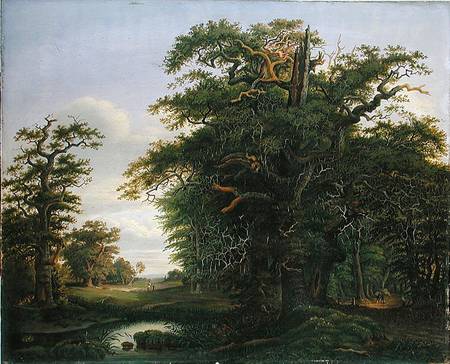 Oak Wood a David Christopher Mettlerkamp