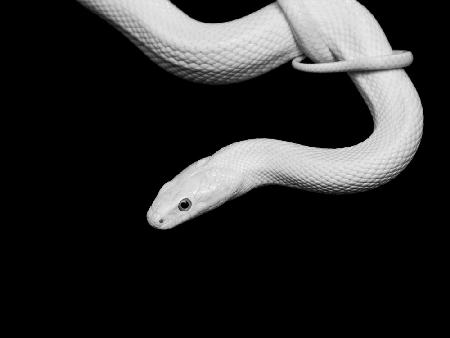 Serpent Blanc
