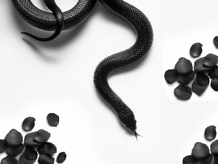 Black Snake Roam
