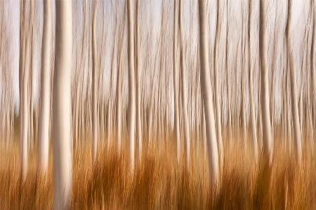 Spring Impressions in a Poplar Fields