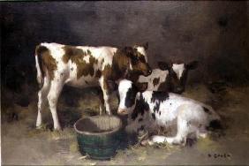 Three Calves (oil on canvas)