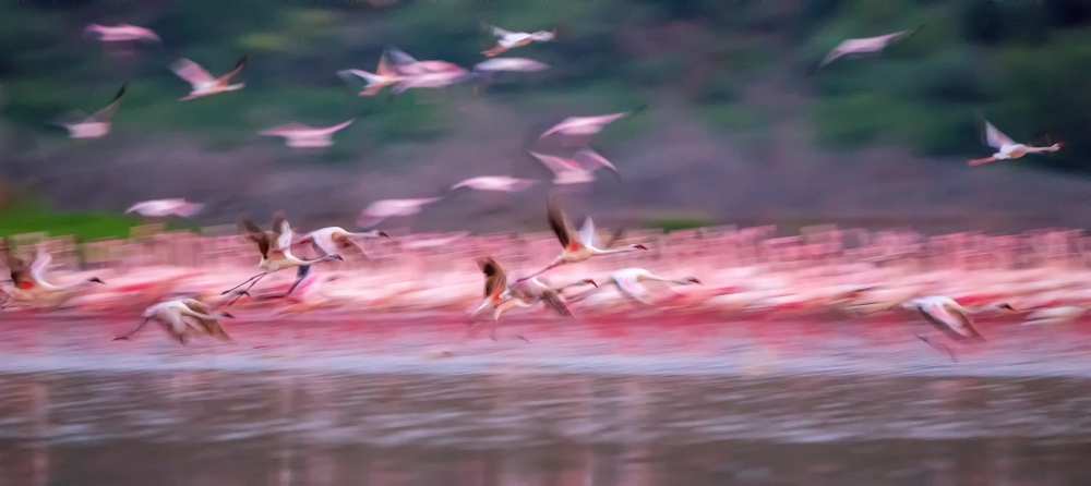 Flamingos in Dawn a David Hua
