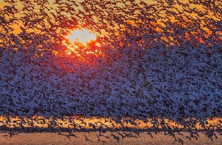 Snow Geese Flying in Sunrise