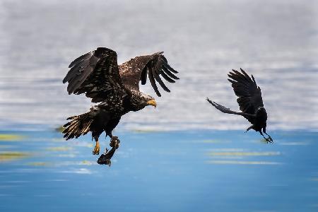 Crow Intercepting Bald Eagle