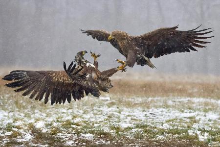 	 Eagle fights