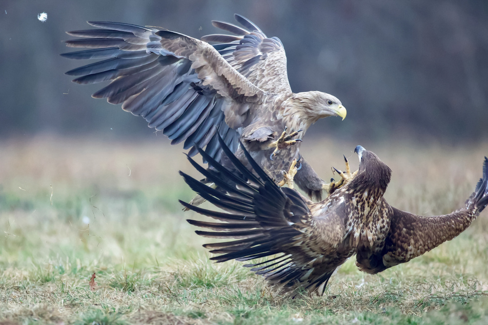 Eagle fights a David Manusevich