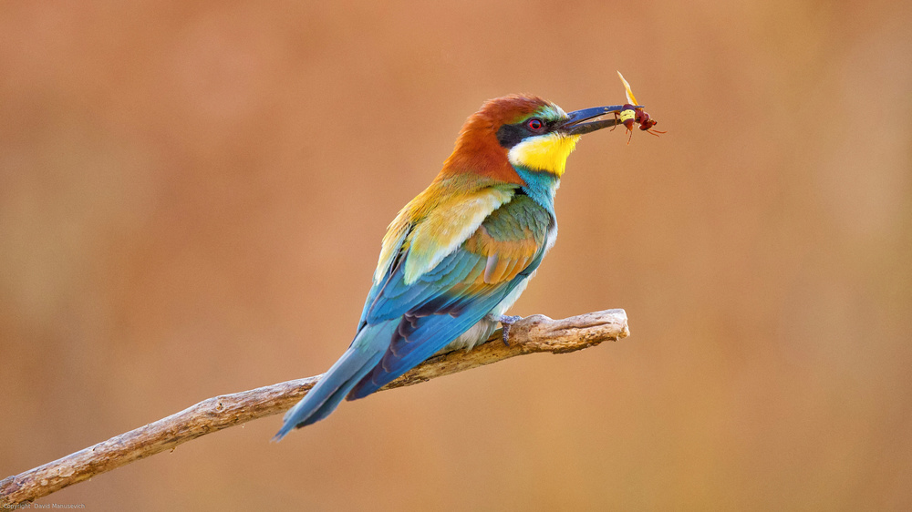 Bee-eater a David Manusevich
