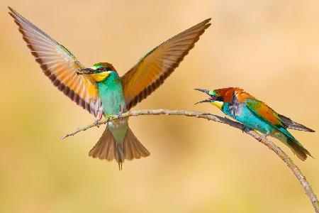 Bee-eaters