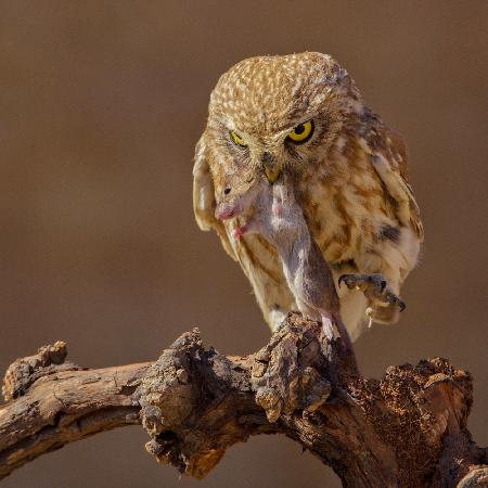 Little Owl