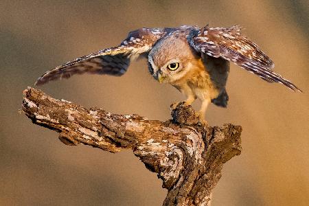 	 Little owl