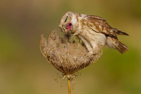 Little owl