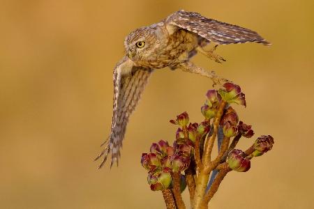 Little owl