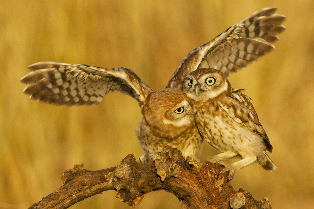 Little Owls a David Manusevich