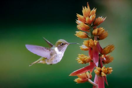 Hummingbird