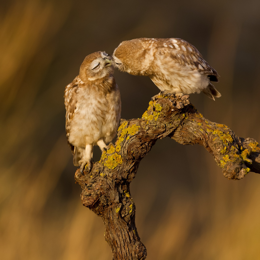 Tender kiss a David Manusevich