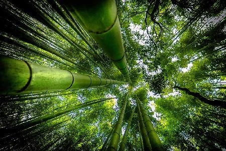 ARASHIYAMA