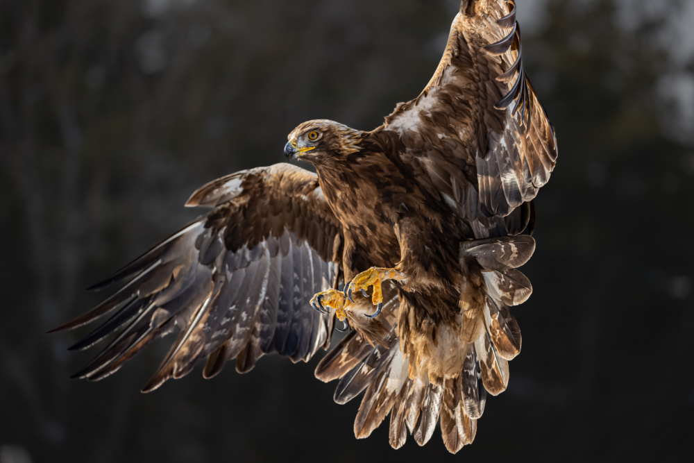 The golden eagle soared on its wings a Davidhx Chen