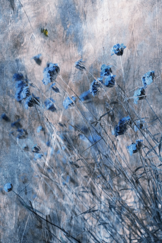 Blue Flowers a Delphine Devos