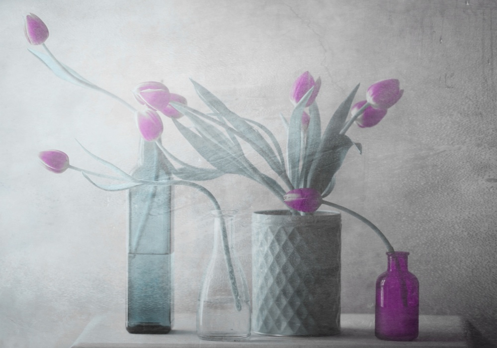 Purple Tulips a Delphine Devos