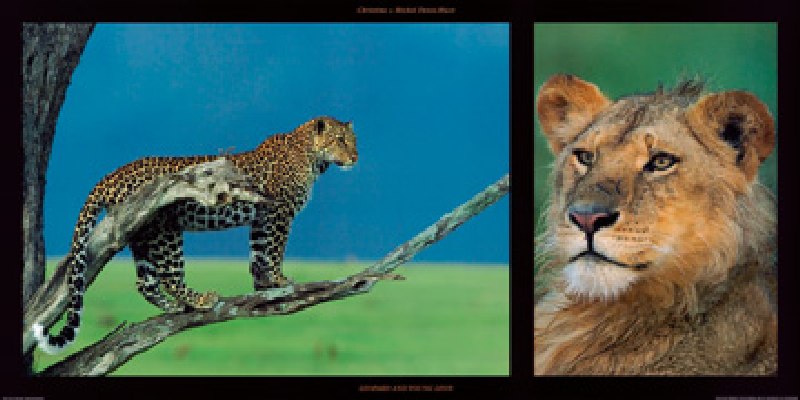 Leopard and Young Leon a Denis-huot