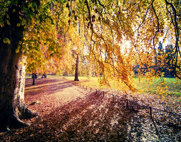 Farbenprächtiger Herbstbaum im Sonnenlicht in Leipzig.jpg (24116 KB)  a Dennis Wetzel