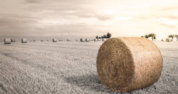 Getreiderolle auf Feld im Sonnenschein.jpg (10749 KB)  a Dennis Wetzel